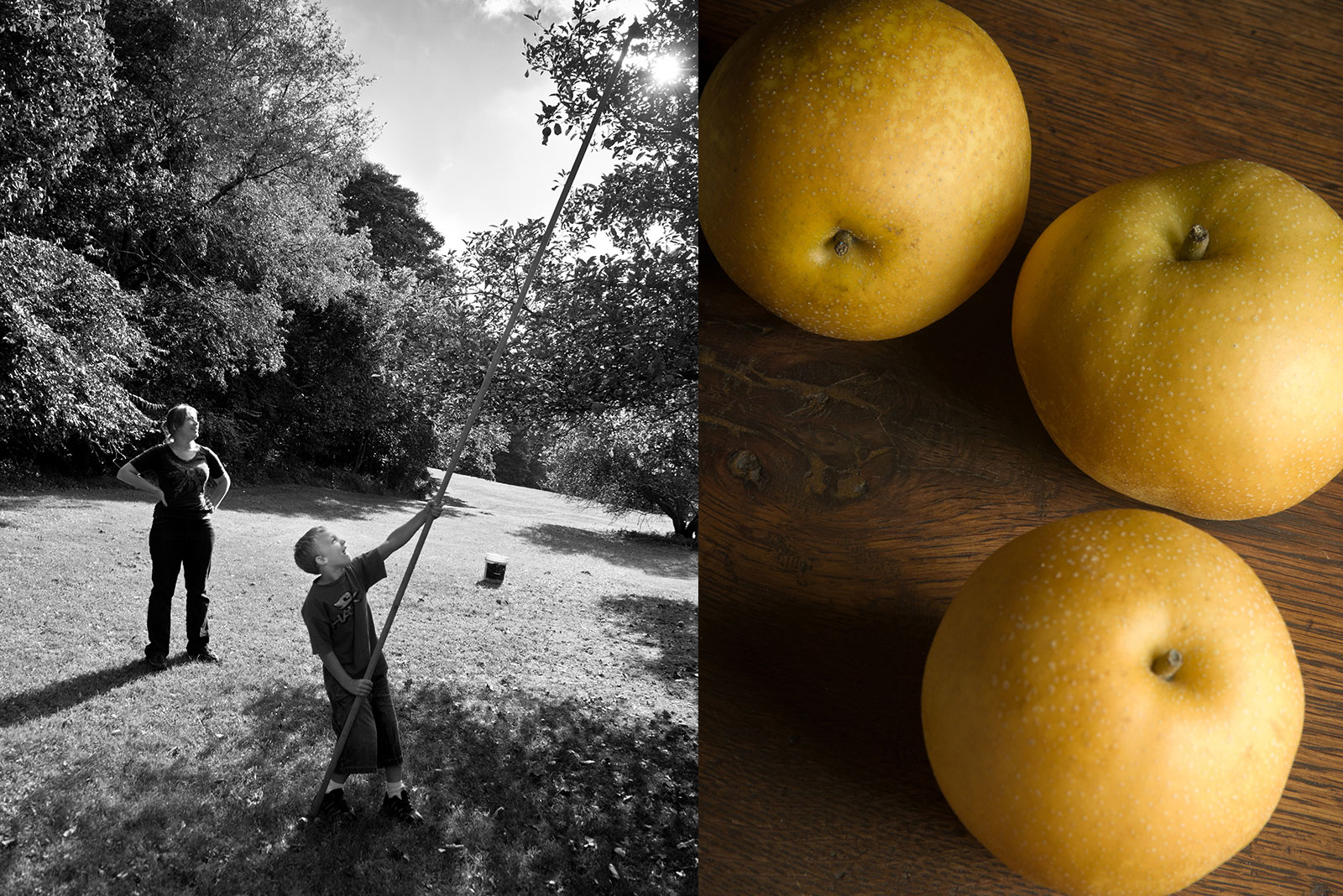 Pears_Farm