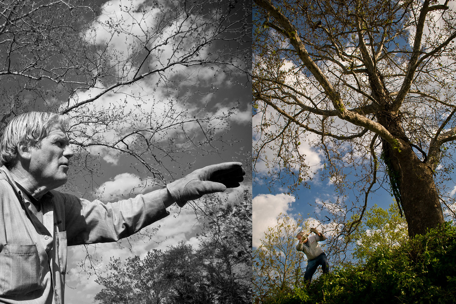 ArtistResidenceTree